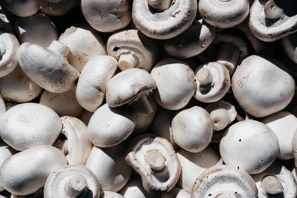 Yukarıdan birçok yeni şampiyonun yakından görüntüsü var. Evde yetişen lezzetli ve sağlıklı mantarlar. Taze çiğ şampiyon. Yatay arkaplan.
