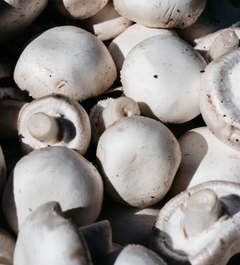 Yukarıdan birçok yeni şampiyonun yakından görüntüsü var. Evde yetişen lezzetli ve sağlıklı mantarlar. Taze çiğ şampiyon. Dikey arkaplan.