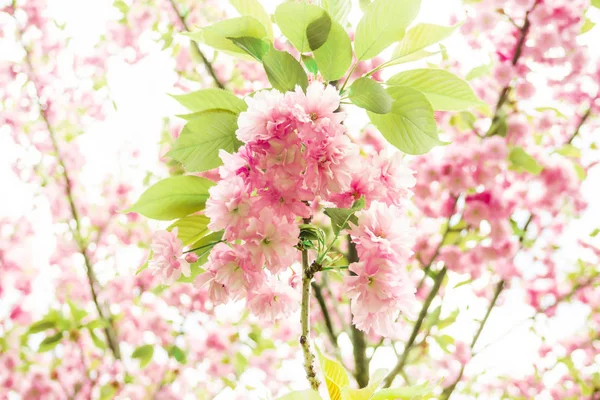 Kirschblüten Rosa Blüten Sakura — Stockfoto