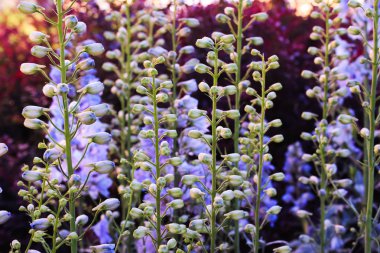 Baptisia australis, genellikle bahçede mor gün batımında mavi yabani çivit veya mavi yanlış çivit olarak bilinen.