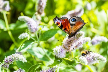 Çiçek üzerinde Kelebek kapalı - Bulanık çiçek arka plan.