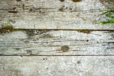 Çatlaklar ve yosun ile eski gri ahşap tahtalar. Vintage arka plan.
