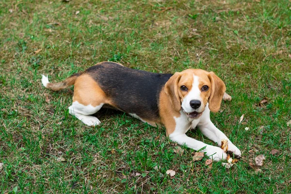 Cute beagle dog lying in the grass and smiling.