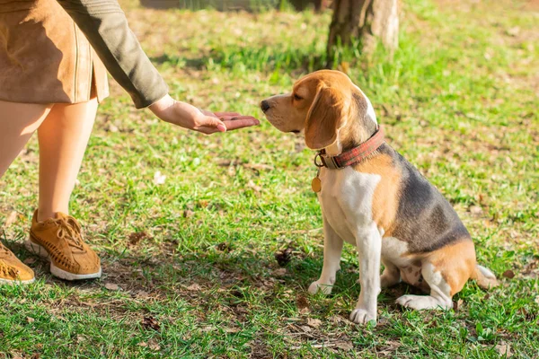 O proprietário dá um deleite para o cão beagle para um passeio no parque Fotos De Bancos De Imagens Sem Royalties