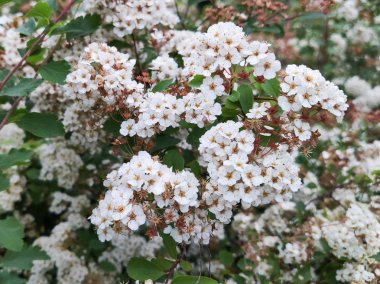 Seçici odak ile beyaz Spirea vanhouttei Bahar mevsimsel çiçeklenme çalı.