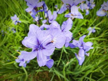 Sibirya iris veya Iris sibirya sibirya mavi çiçek bir yığın yakın.