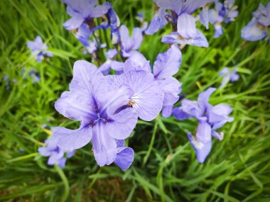 Close up of a clump of blue flowers of siberian iris or Iris sibercia. clipart