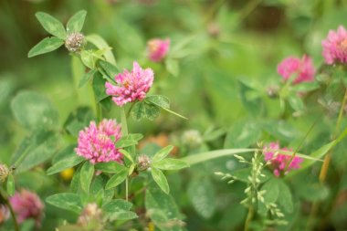 Çayırdaki mor yoncanın yakın çekim. Yabani yaz çiçekleri
