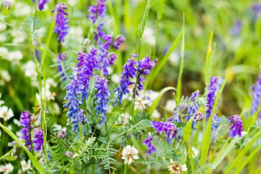 Seçici odak, yeşil çim bulanık bir arka plan üzerinde leylak yabani çiçeklergüzel arka plan. Kır çiçekleri, çayır otları.