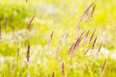 Tarlada güneşin parlak ışınlarında çim ihale spikelets.
