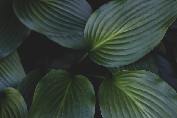 Layout de folhas verdes tropicais criativas. Conceito de natureza vintage. Tecla baixa . Fotos De Bancos De Imagens