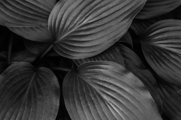 Fondo blanco y negro de hojas tropicales Imagen De Stock