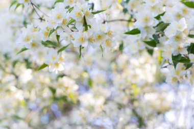 Bulanık doğa arka plan üzerinde beyaz elma çiçekleri. Yaz ya da bahar çiçekleri. Bokeh ile Bahar Arka Plan