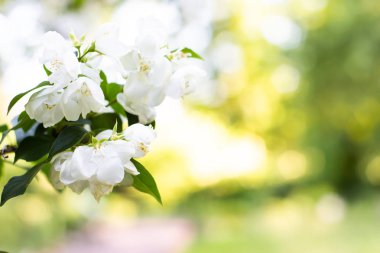 Beyaz elma çiçeği ile bahar arka plan sanatı. Çiçek açan ağaç ve güneş parlaması ile güzel doğa sahnesi. Güneşli bir gün. Bahar çiçekleri. Soyut bulanık arka plan.