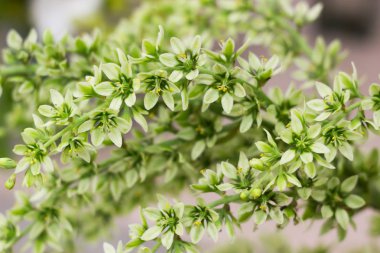 Fildişi Prens hellebores, yeşilimsi beyaz çiçekler, lenten gül