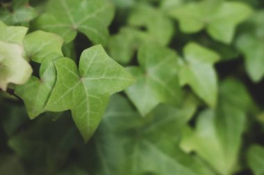 Sarmaşık veya Hedera bitki bir arka plan olarak yararlı