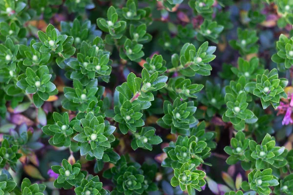 緑色の葉の枝の質感、クローズアップ。熱帯植物、環境、新鮮な、写真の概念の性質と植物. — ストック写真