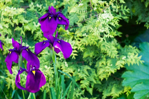 Zavřít fialové Iris z květů na přírodním zeleném pozadí s prostorem pro kopírování — Stock fotografie