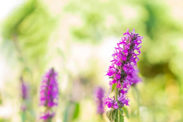 Lythrum salicaria blomma blommande, vanliga namn är lila fackelblomster, spetsiga fackelblomster, eller lila Lythrum — Stockfoto