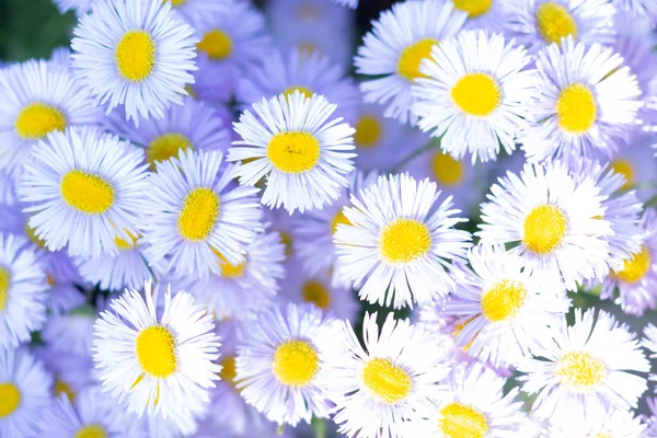 Szép nyári virága Margaréta virágok háttérben. Közeli Stock Kép