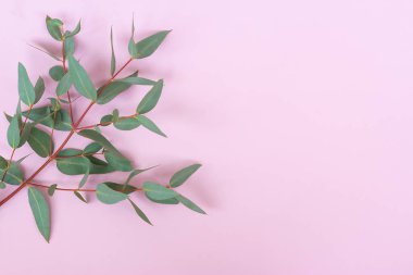 Yeşil Gümüş dolar Okaliptüs cinerea yaprakları ve dalları pastel pembe arka plan üzerinde. Çiçek kompozisyonu.