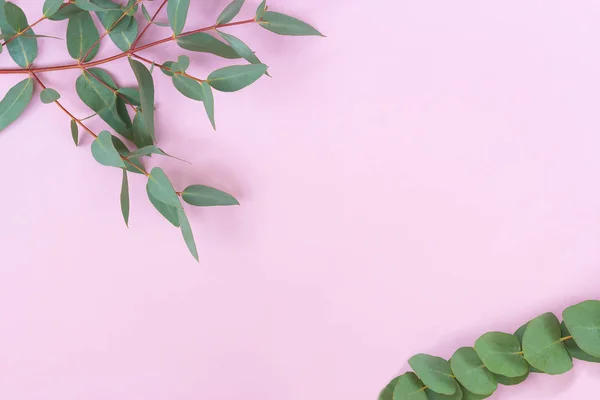 Hojas de eucalipto sobre fondo rosa claro. Marco hecho de ramas de eucalipto. Piso tendido, vista superior . — Foto de Stock