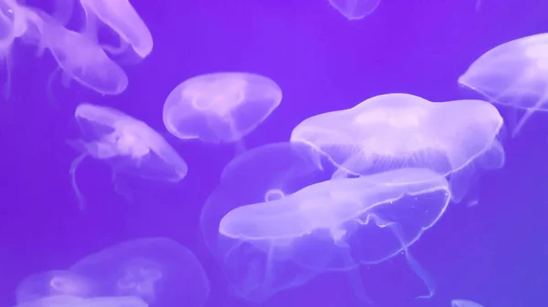 aquarium life, medusa or jellyfish underwater, animal photography.