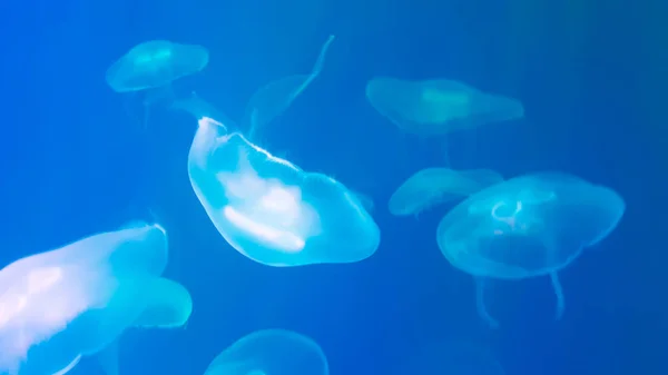 Acuario, medusa o medusas bajo el agua, fotografía animal . — Foto de Stock