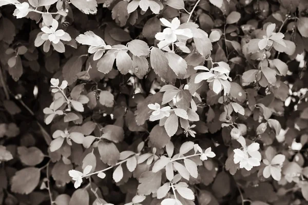Beautiful black and white leaves wall background texture on sunny day for design or architect