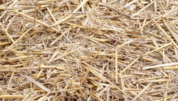 Dry yellow straw grass background texture after havest — Stock Photo, Image