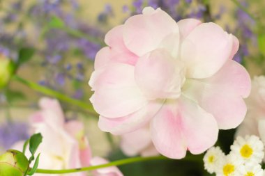 bulanık arka plan üzerinde hafif bir pembe şakayık tomurcuk