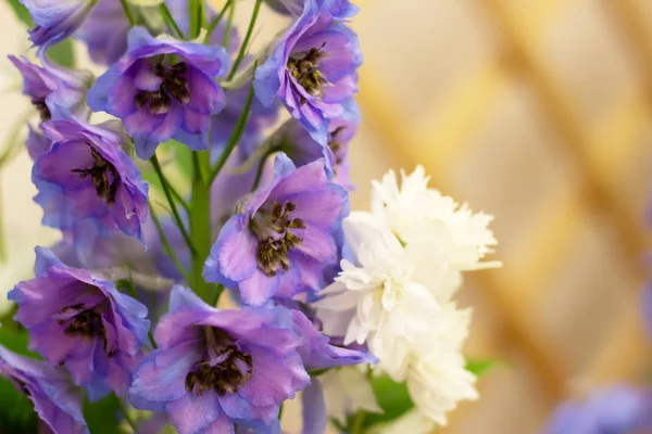 Close-up of blue purple delphinium whith a copy space — Stock Photo, Image