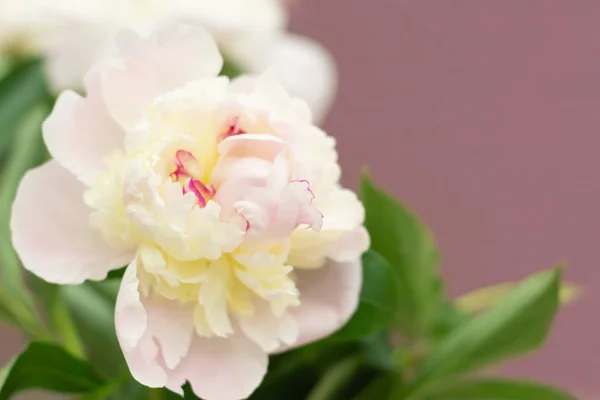 Flores peônias brancas lisas com veias vermelhas e folhas verdes em um fundo rosa pastel . — Fotografia de Stock
