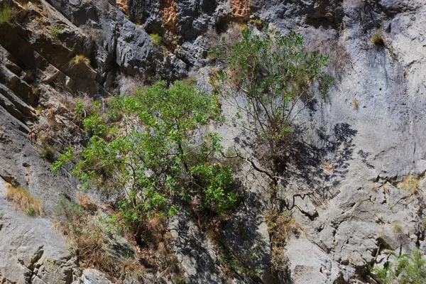 Small strong trees growing from a sheer cliff