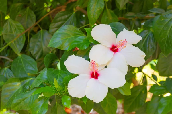 Las flores blancas de hibisco con las hojas verdes crece en el arbusto en verano. Imagen De Stock