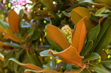 Yeşil yapraklı arka planda manolya meyvesi. Magnolia kadife tohum kabuğu ağaçta. Magnolia soulangeana.