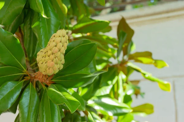 Fruto Magnolia Sobre Fondo Las Hojas Verdes Vaina Semilla Terciopelo — Foto de Stock