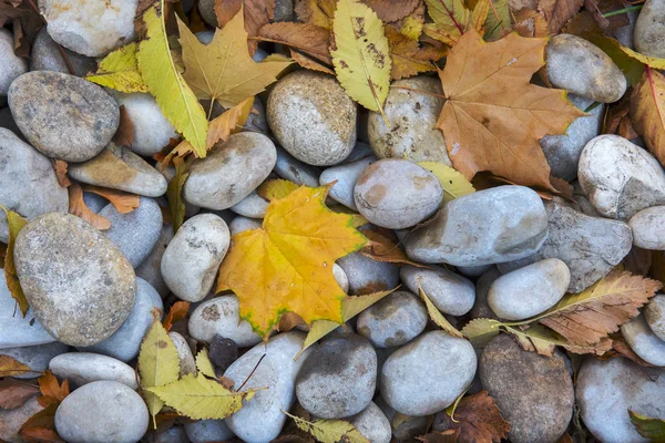 Maple leaf among the stones