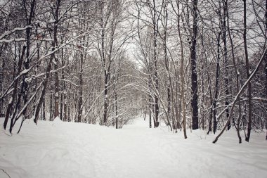 Karlı ormanı ve ormandaki sürüklenir