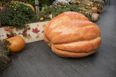 büyük ve küçük kabak