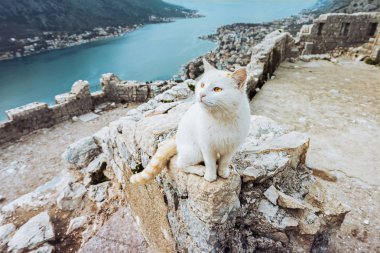 Kedi şehir manzaralı bir yüksek taş duvarda oturur