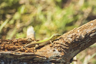 Yeşil Balkan kertenkele, Lacerta trilineata. Güneşli bir günde bir ağaç gövdesine sürünerek
