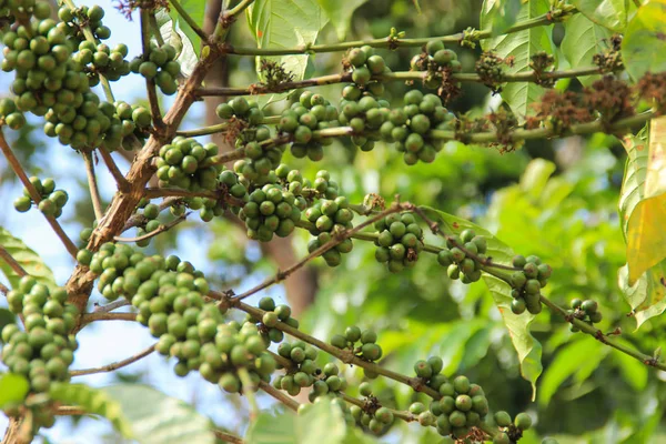 Branch of coffee tree with green beans