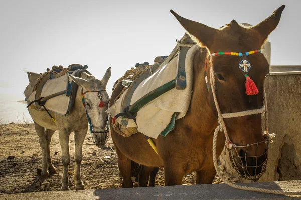 Dos Burros Hermoso Arnés Isla Santorini Países Bajos —  Fotos de Stock