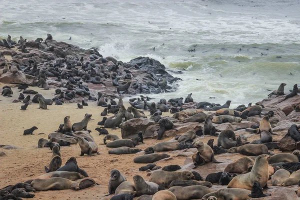 Roztomilý Těsnění Řádit Pobřeží Atlantského Oceánu Namibii Cape Cross — Stock fotografie