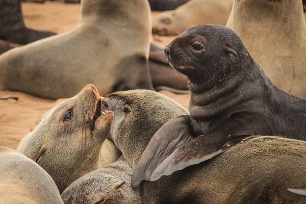 Roztomilý Těsnění Řádit Pobřeží Atlantského Oceánu Namibii Cape Cross — Stock fotografie