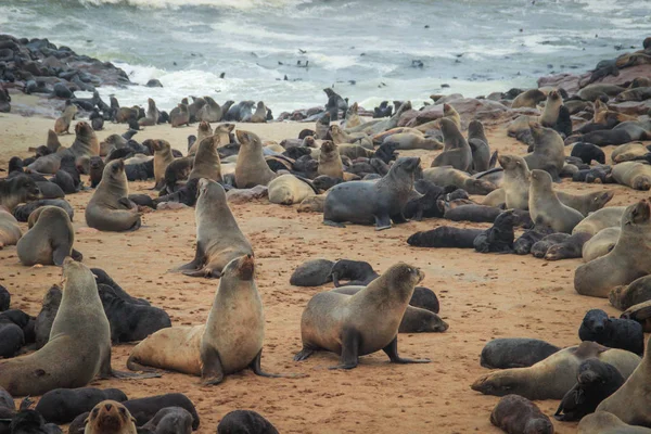 Cute seals frolic on the shores of the Atlantic Ocean in Namibia. Cape Cross