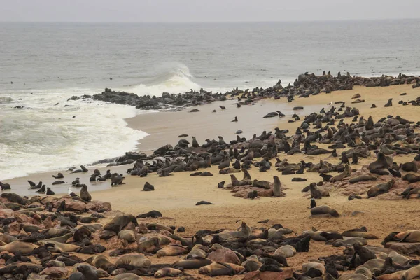 Jolis Phoques Ébattent Sur Les Rives Océan Atlantique Namibie Cape — Photo