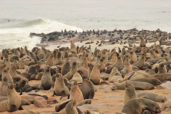 Cute seals frolic on the shores of the Atlantic Ocean in Namibia. Cape Cross