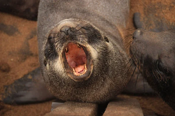 Filhote Cachorro Foca Pele Grita Praia Oceano Atlântico Namíbia África — Fotografia de Stock